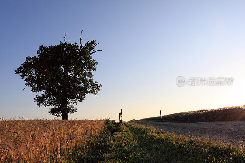 英格兰埃塞克斯，麦田和乡间小路上的夕阳