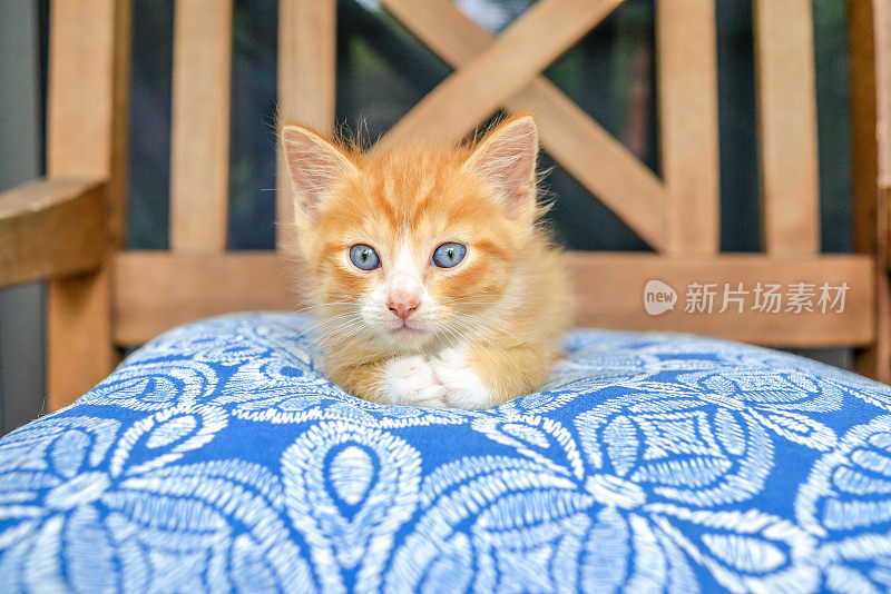 蓝色眼睛的小猫
