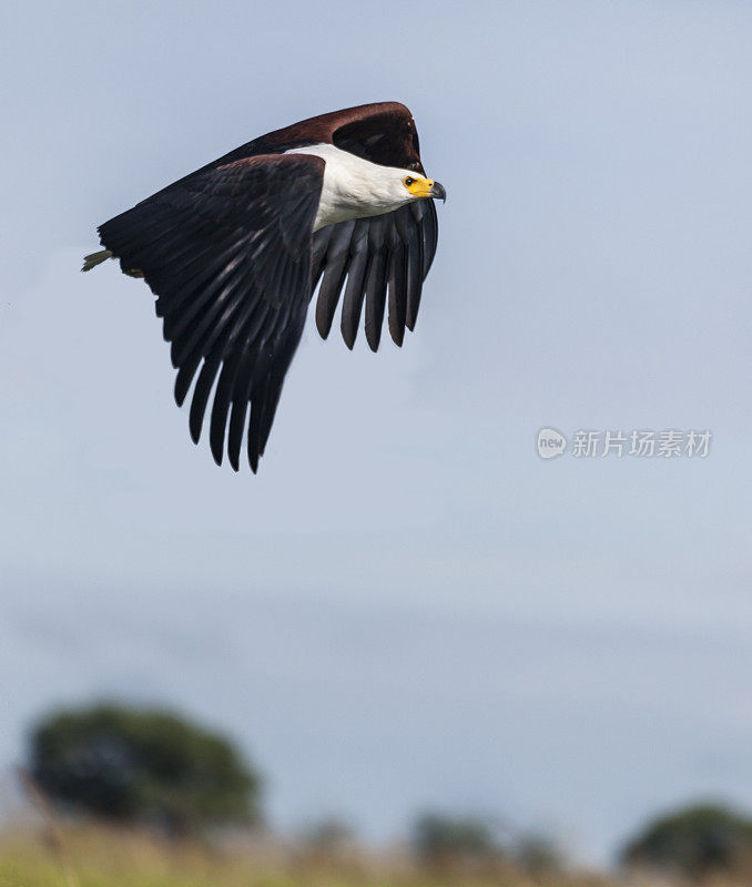 非洲鱼鹰，叫哈利埃塔斯，迎着蓝天飞翔;博茨瓦纳