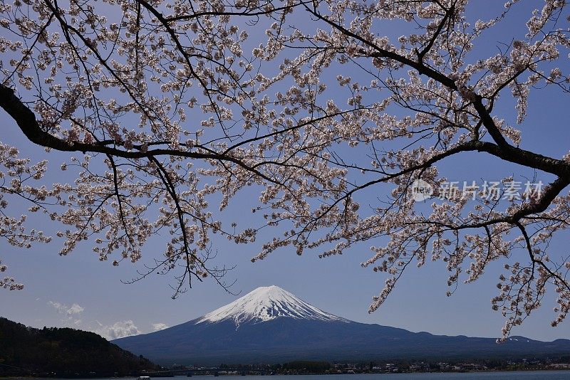 富士山和川口湖的樱花