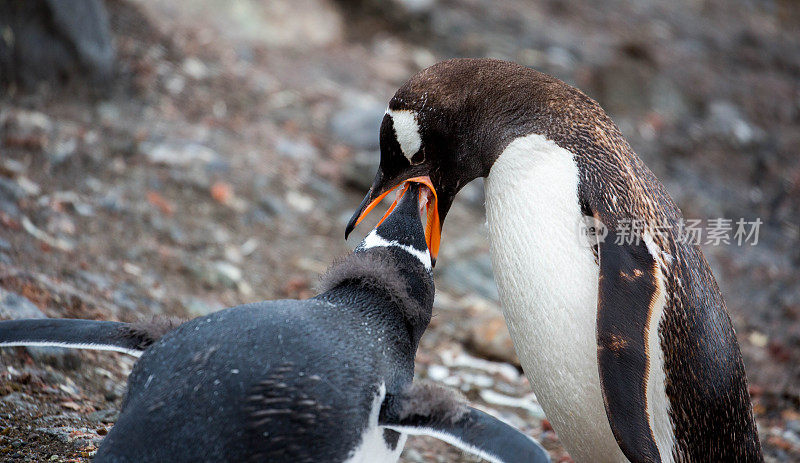 南极洲:巴布亚企鹅正在哺育幼崽
