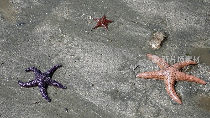 色彩斑斓的海星