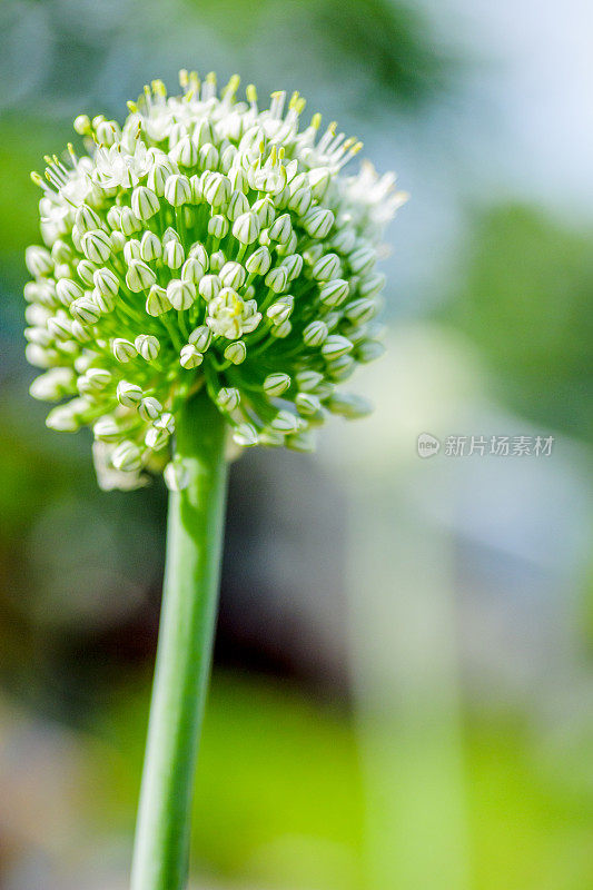 魁北克大蒜花