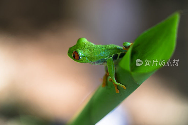 尼加拉瓜瓜图索斯生态中心附近的红眼树蛙