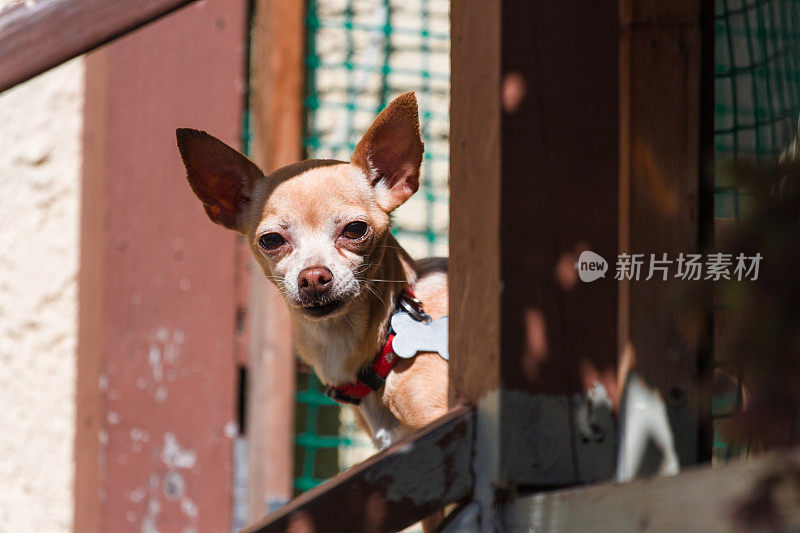 吉娃娃站在地板上