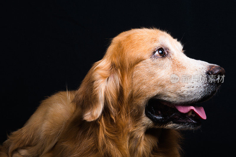 狗的金毛寻回犬