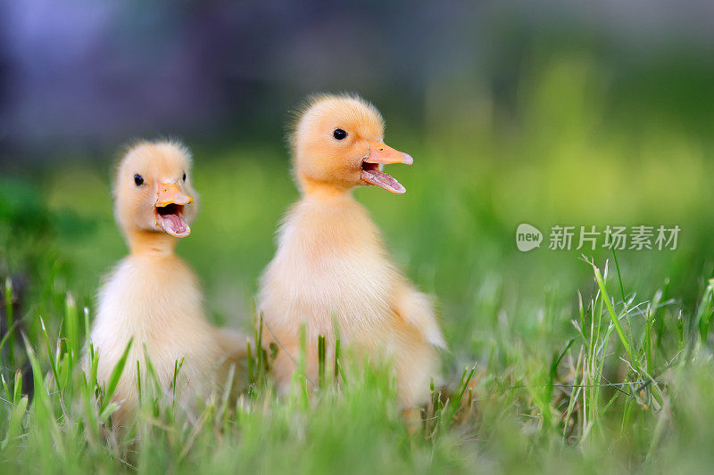 两只小鸭子在绿草地上