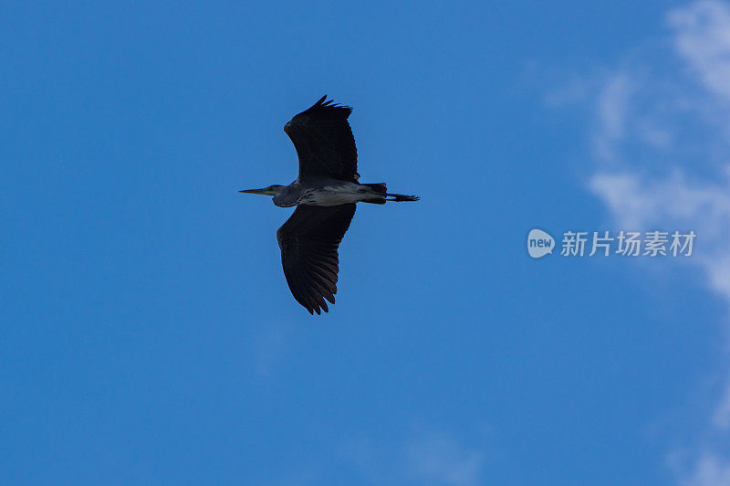 格雷飞行,heron