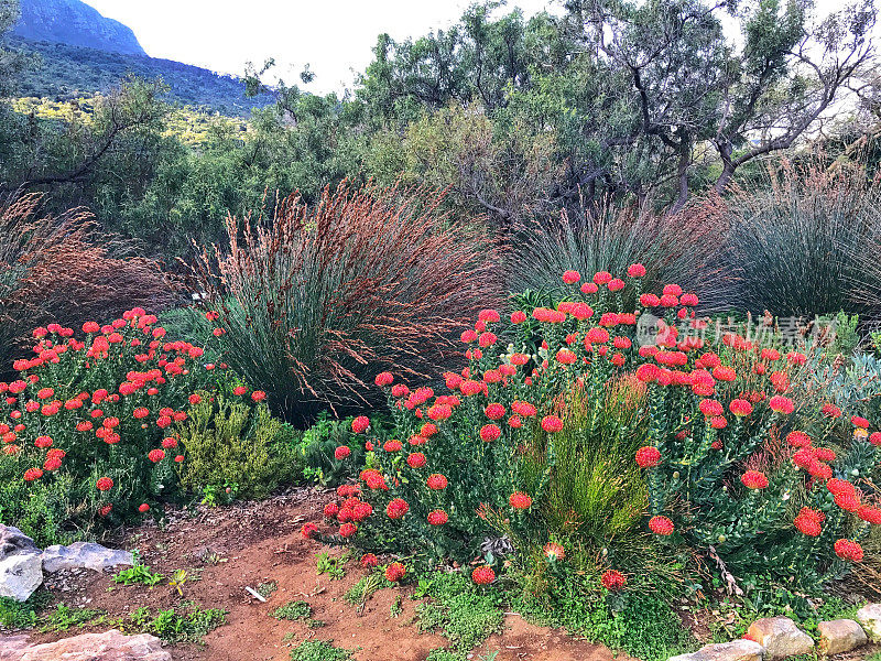 花坛与白花和一些草在Kirstenbosch植物园，开普敦，南非