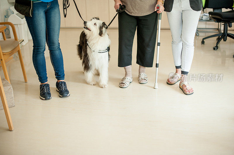 经过训练的狗帮助老年妇女在行走时保持稳定