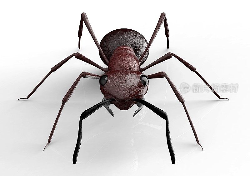 黑色蚂蚁孤立在白色背景上