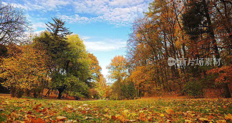 令人惊叹的利沃夫公园的秋天全景，倾斜的黄色，桔子树，绿色的草地覆盖着许多干燥的叶子。