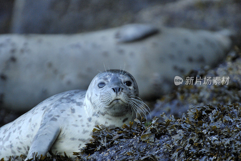 麻斑海豹