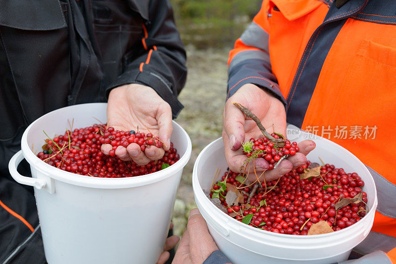 一个成熟的男人和一个年轻的男人一起在森林里工作