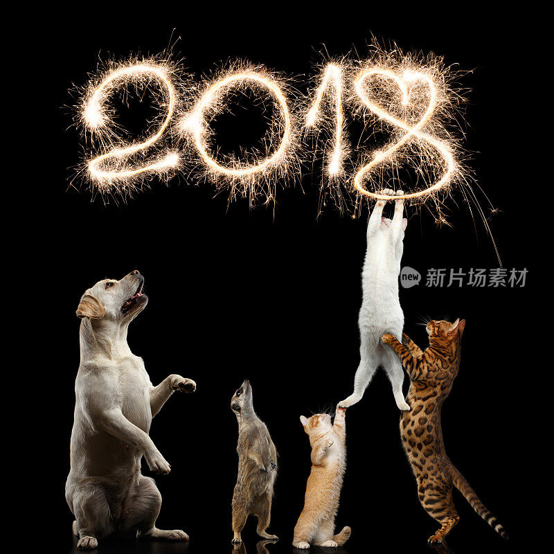 猫，狗和猫鼬准备新的2018年
