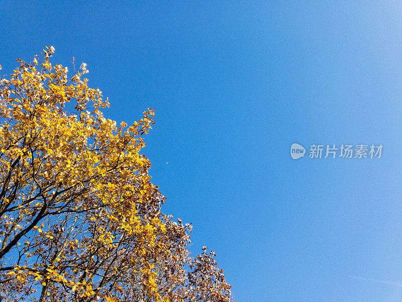 蓝色的天空和黄色的秋叶树