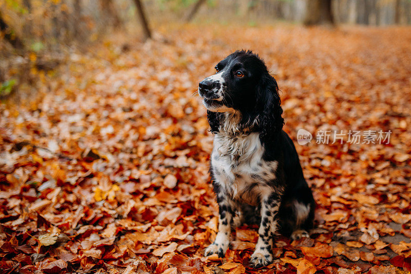 秋叶中黑色和白色的俄罗斯猎犬