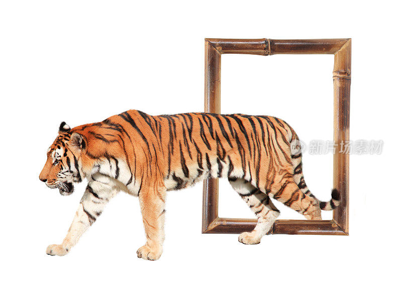 老虎从竹框里出来，带有3d效果
