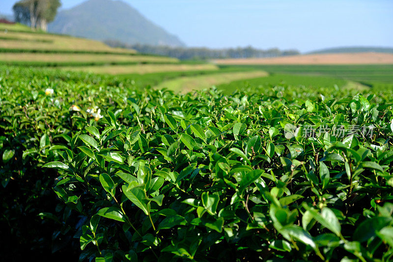 茶叶种植园字段