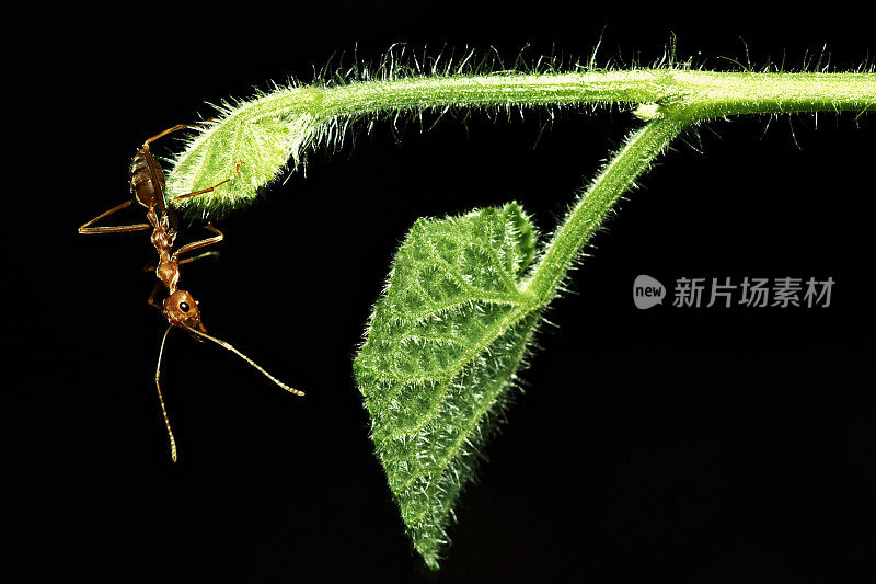 蚂蚁从绿叶顶端向下看(黑色背景)