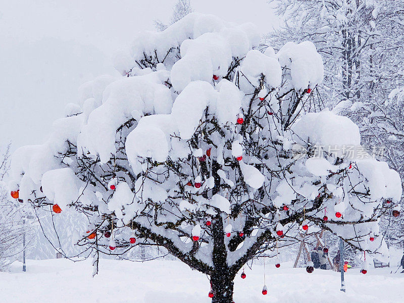 圣诞树在大自然中与雪和红球