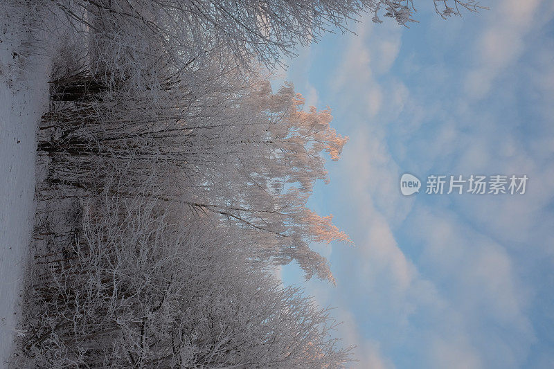 在蓝天的背景下，树上的雪树枝