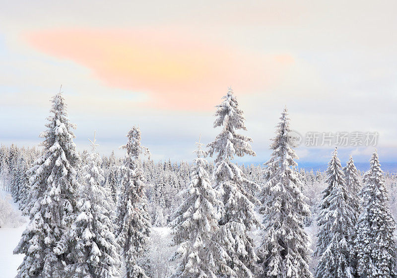 挪威奥斯陆，诺德玛卡，白雪覆盖的发芽树