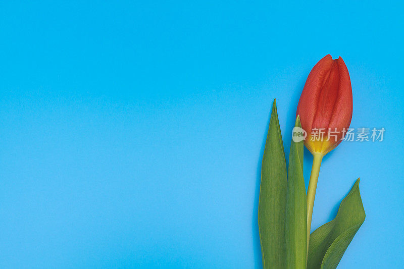 一个新鲜的红色郁金香在蓝色柔和的背景。