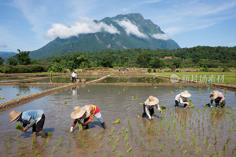 种植水稻幼苗。