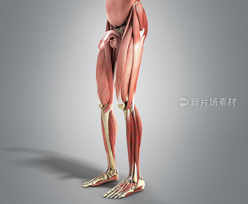 人体肌肉解剖3d渲染在灰色