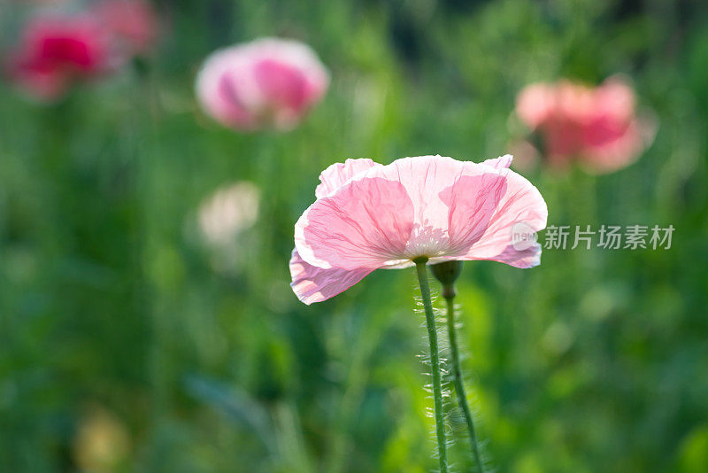 在阳光明媚的日子里，普通的罂粟花在花园里盛开