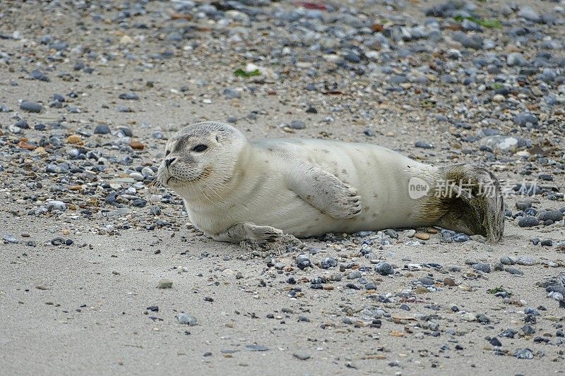 年轻的灰色海豹躺在海戈兰海滩上