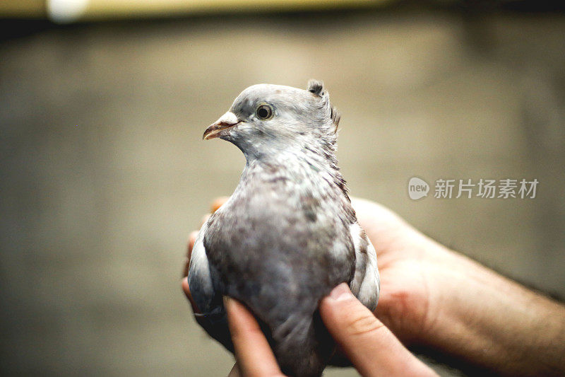 鸽子在饲养员手中