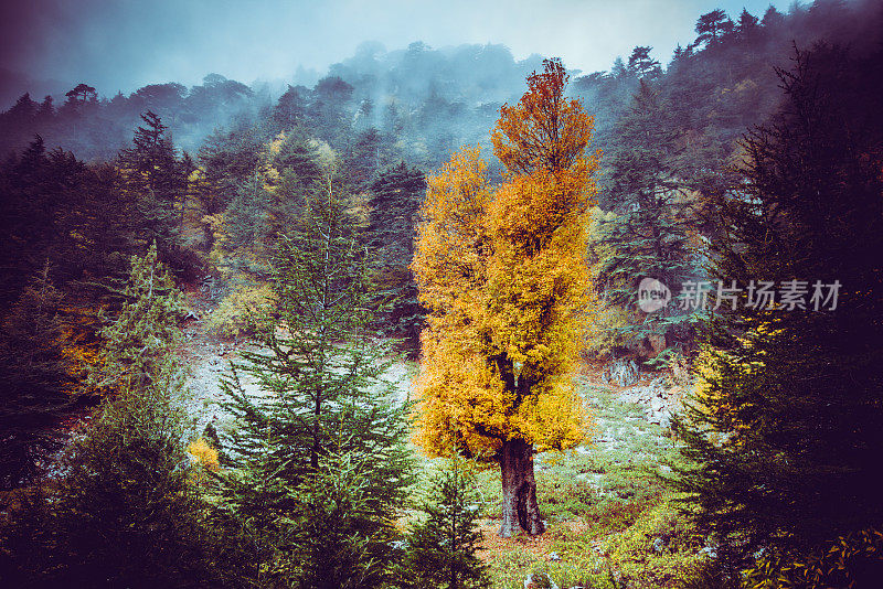 秋在山中树黄，山中自然秀美