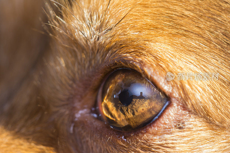 一个品种的狗的眼睛的特写