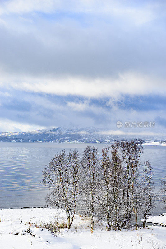 冬天，挪威北部峡湾岸边的树。