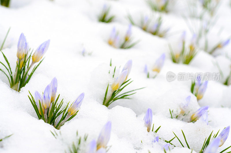 藏红花在初春的雪地里开花