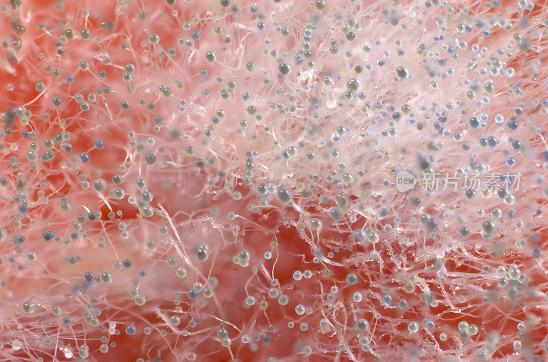 番茄上的霉菌微距摄影:孢子囊和孢子囊梗清晰可见