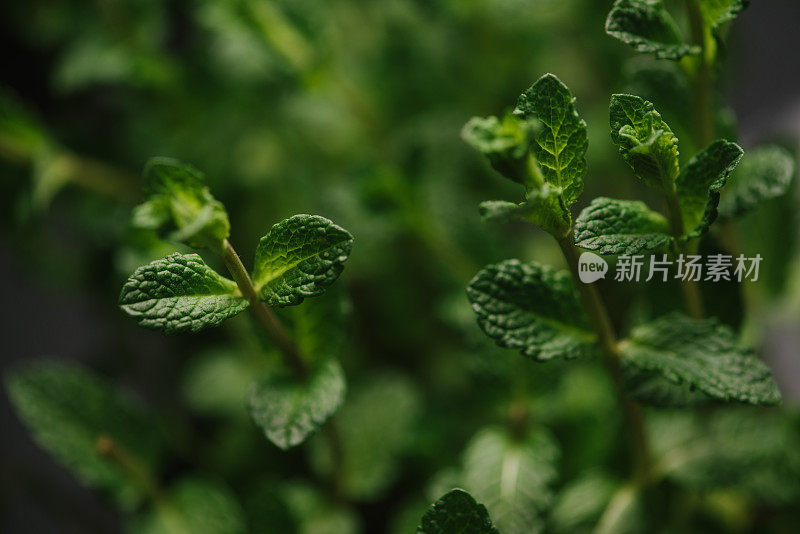 牛至药草近的绿色药草植物