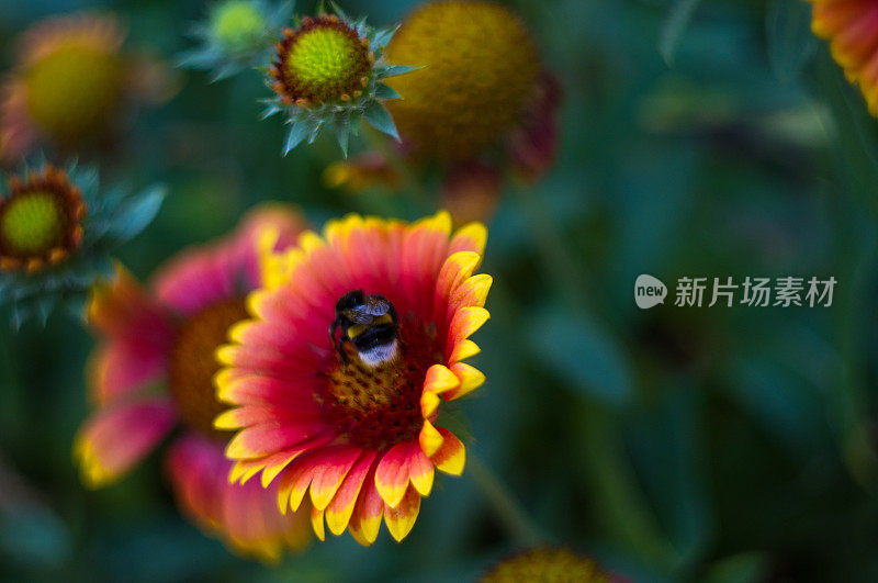 由蜜蜂授粉的彩色花朵盖拉迪亚在花园里