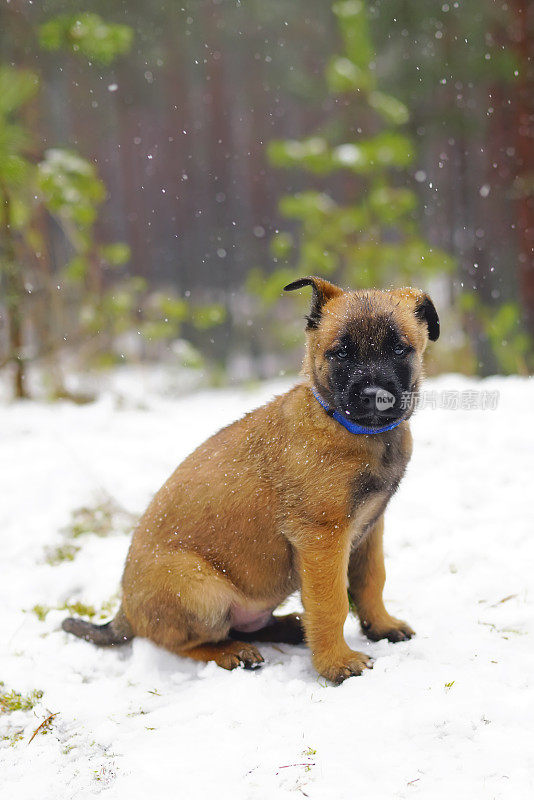 可爱的比利时牧羊犬狗狗与一个蓝领坐在户外的雪在冬天