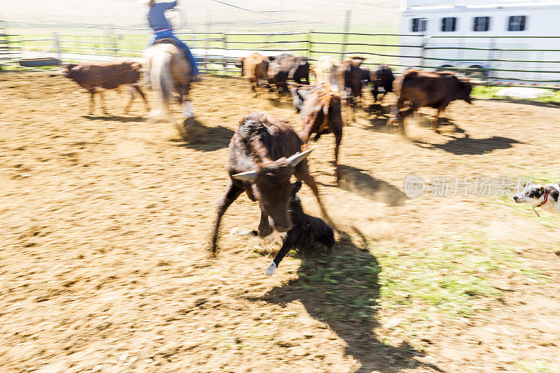 美国犹他州盐湖城的圣塔昆山谷，牛、牛、小牛肉和牧羊犬放牧