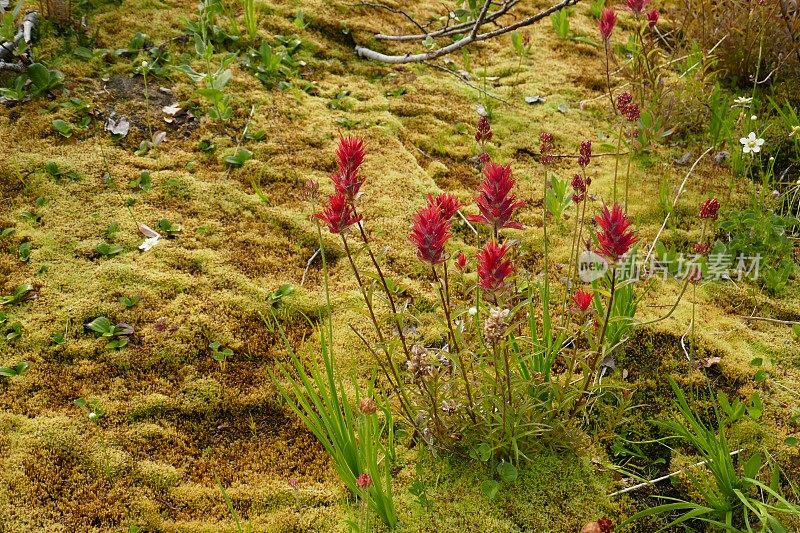 高山野花和苔藓背景