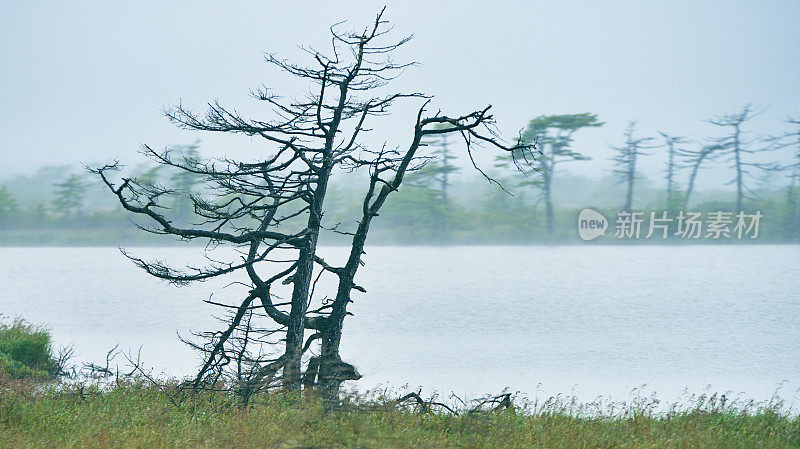 干树，湖森林岛，白色云雾天空背景，雾，色调蓝色