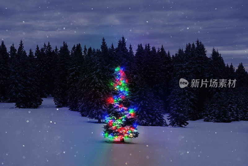 圣诞树之夜