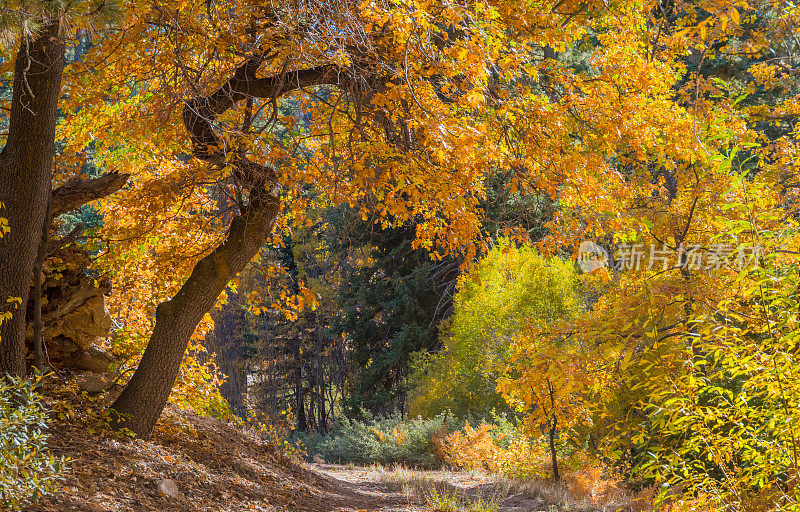 秋天背橡树林在大熊湖圣贝纳迪诺县，加利福尼亚州