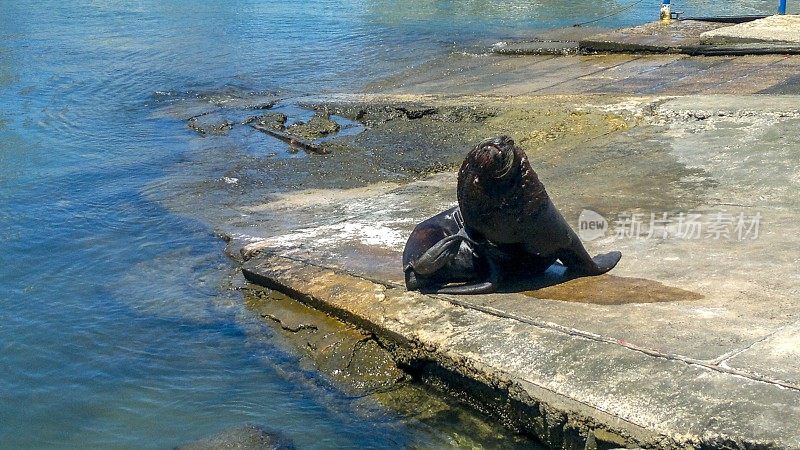 海狮的特写镜头，他的头浮出水面耐心地等待游客扔给他一条鱼。