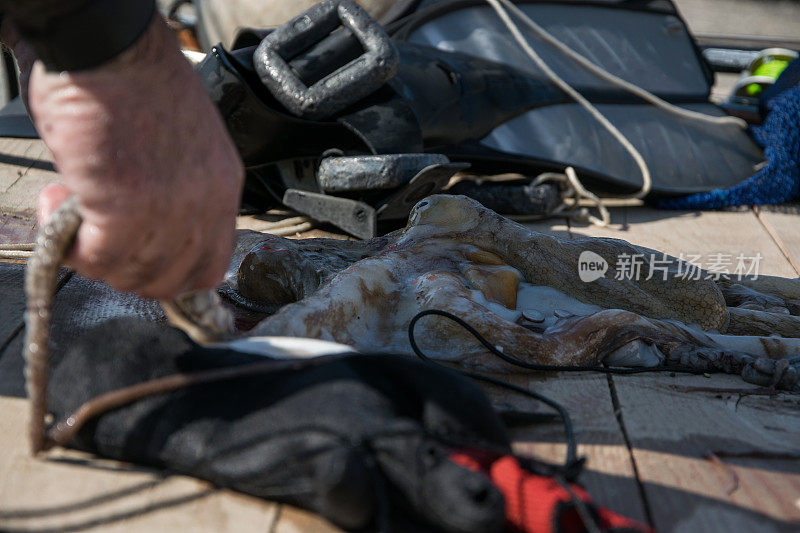 水肺潜水员的嗉囊视图成年男子在海边与新鲜捕获的章鱼和鱼叉捕鱼设备(鳍，鱼叉)