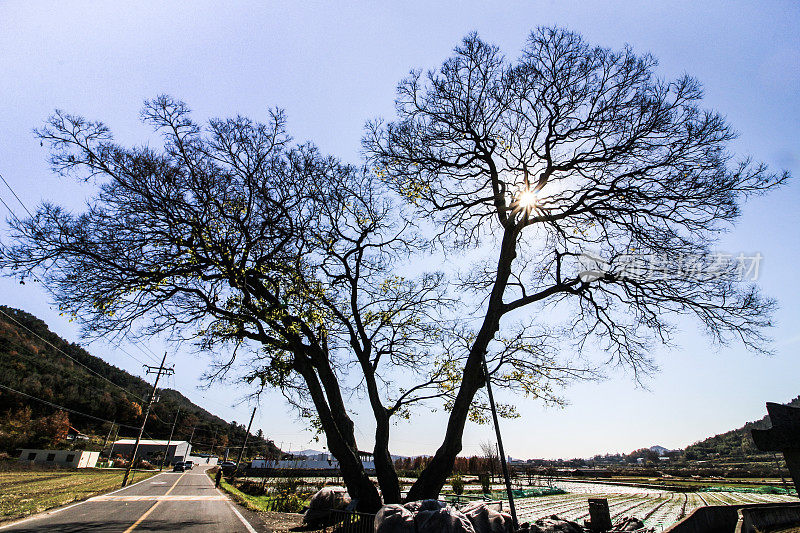 VD703韩国乡村崇拜的大树