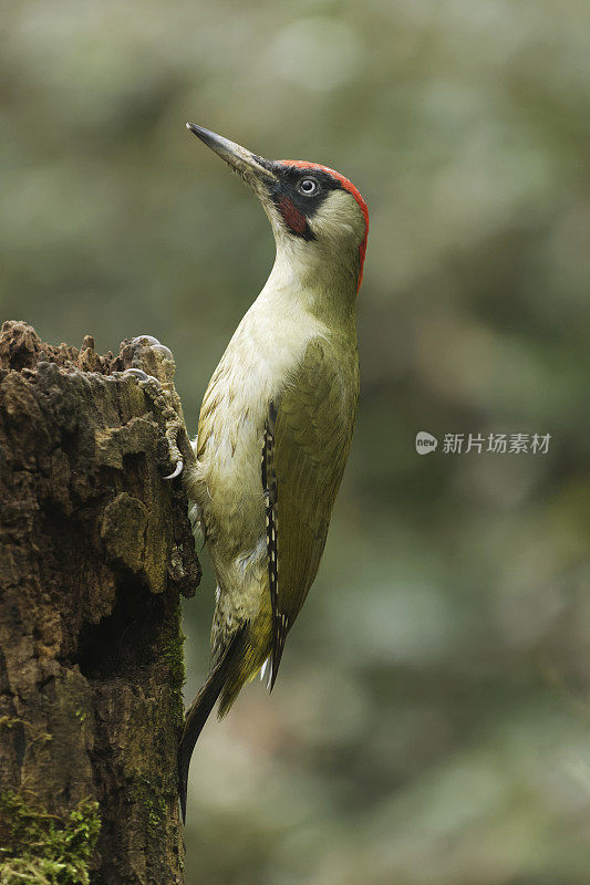 雄性绿啄木鸟